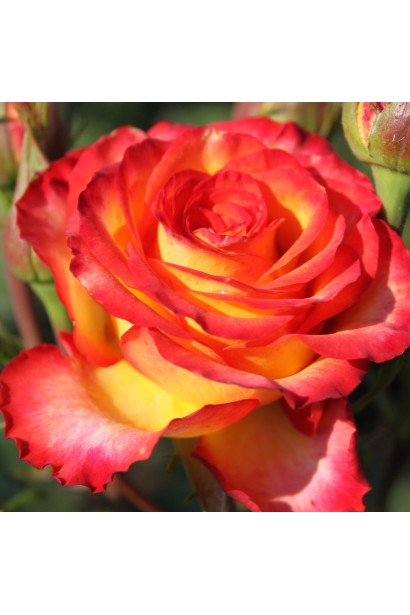 Троянда чайно-гібридна Сонечко у повному розквіті